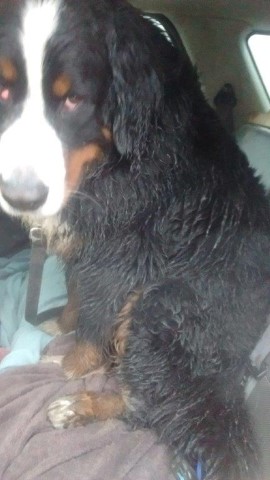 Yes, I Roll in the Mud, No Shame!